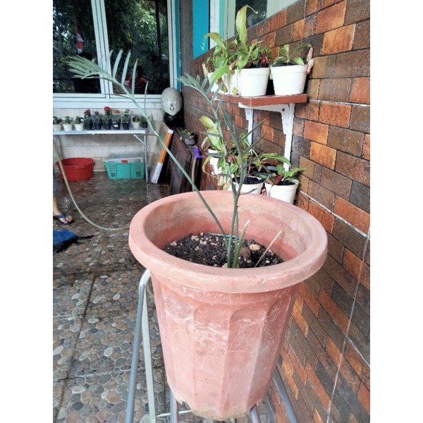 Encephalartos horridus