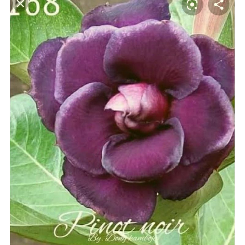 

adenium tumpuk pinot noir