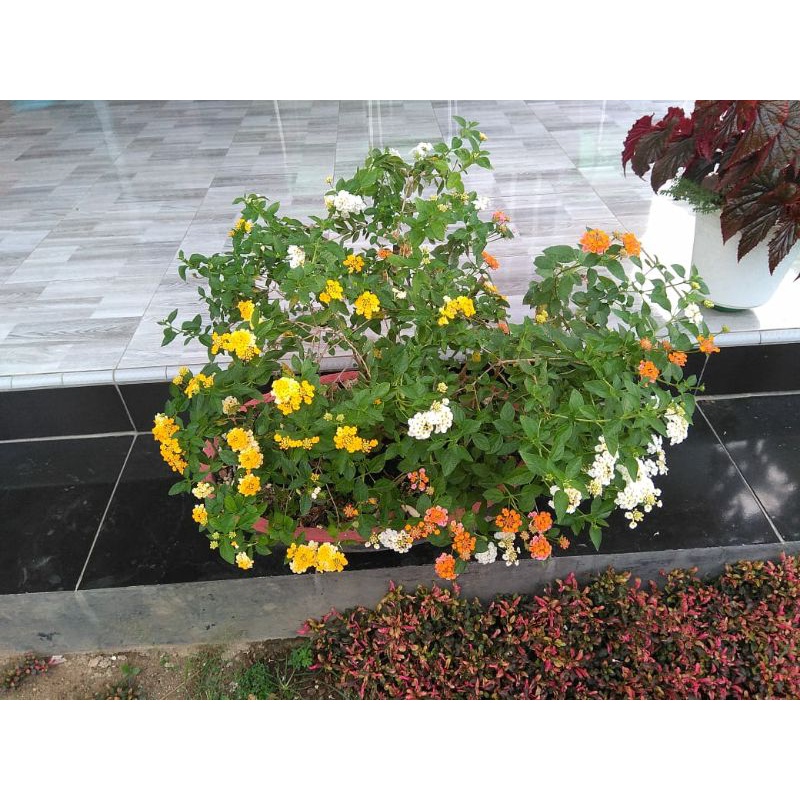 Bonsai Lantana