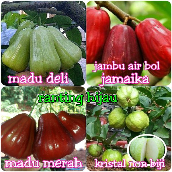 bibit jambu paket 4 jenis jambu air madu deli madu merah kristal dan jamaika