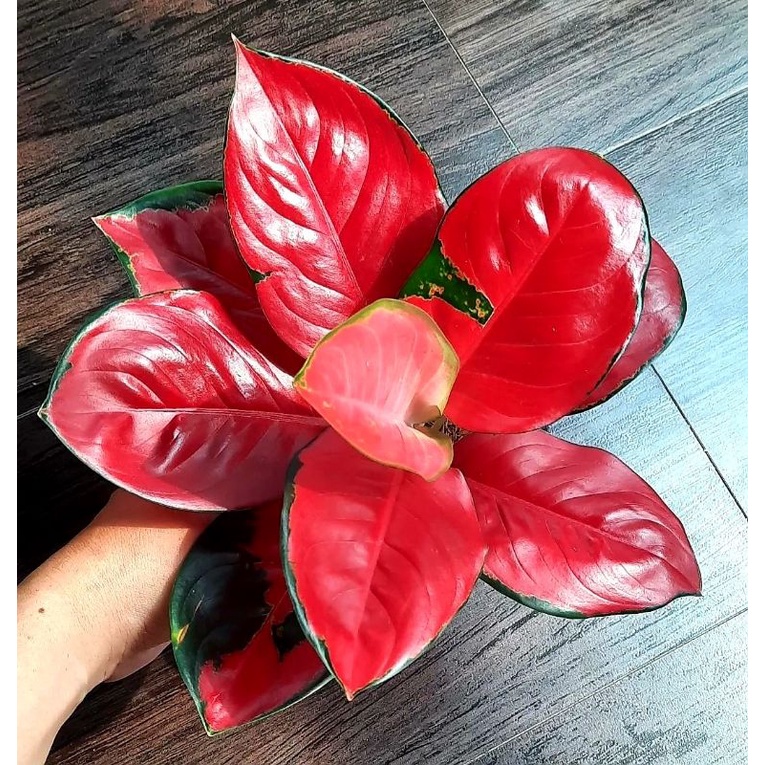 Tanaman Hias Aglonema Suksom Culture Amoled Mulus Remaja / Bunga Hias Aglaonema Suksom Jaipong Remaja