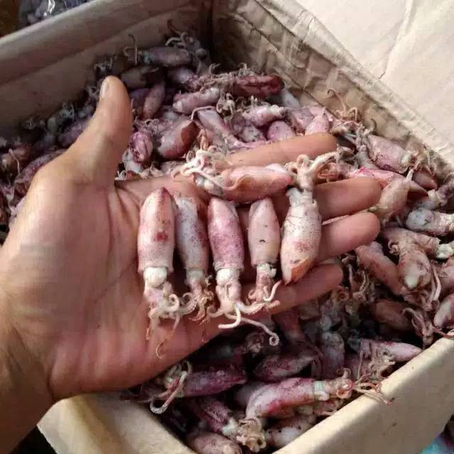 

Baby Cumi Asin Uk 3 - 5 cm (250gram)