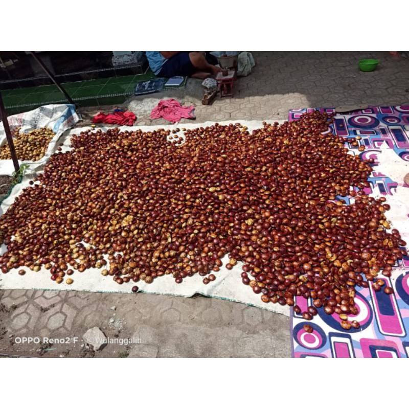 

jengkol sumatera