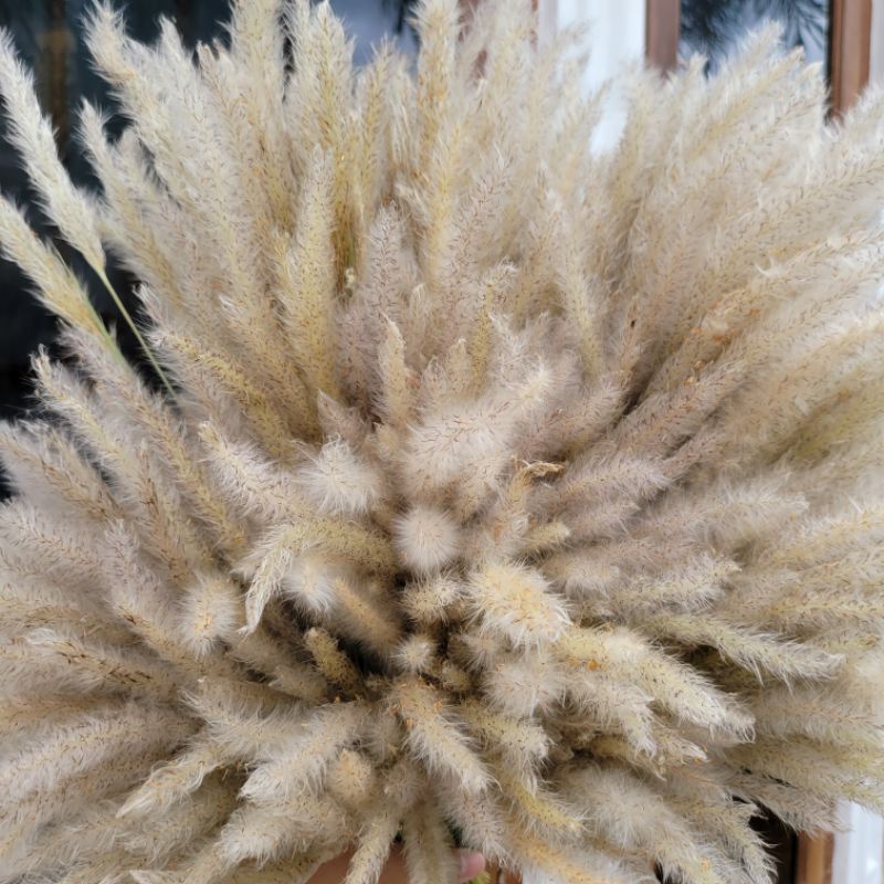 (MURAH) Bunga Pampas Bulu/Pampas Lokal/Alang-alang