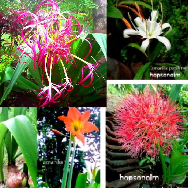 Tanaman bunga Desember Crinum Giant Spider Lily Amarilis Oranye Putih Bakung umbi