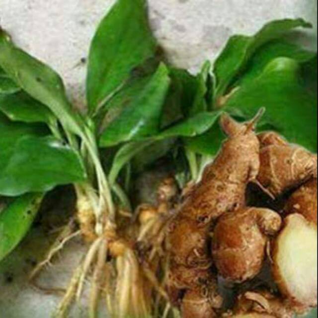 Rimpang kencur segar 200gr
