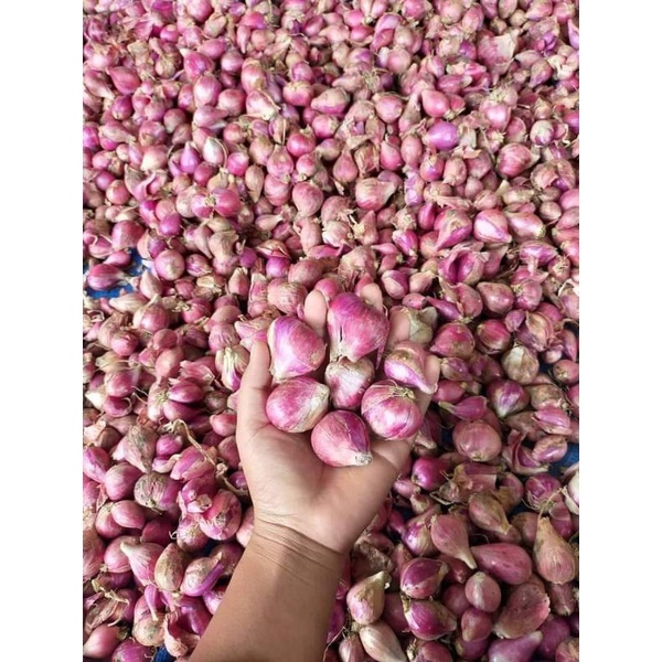 

BAWANG MERAH BREBES UKURAN BESAR 1KG KWALITAS TERJAMIN