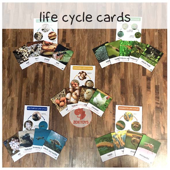 Zoetoys Life Cycle Cards | Flashcards Kartu Siklus Hidup Hewan of Animals Ant Bee Butterfly Chicken Frog Ladybug | mainan edukasi anak untuk sekolah mainan anak education