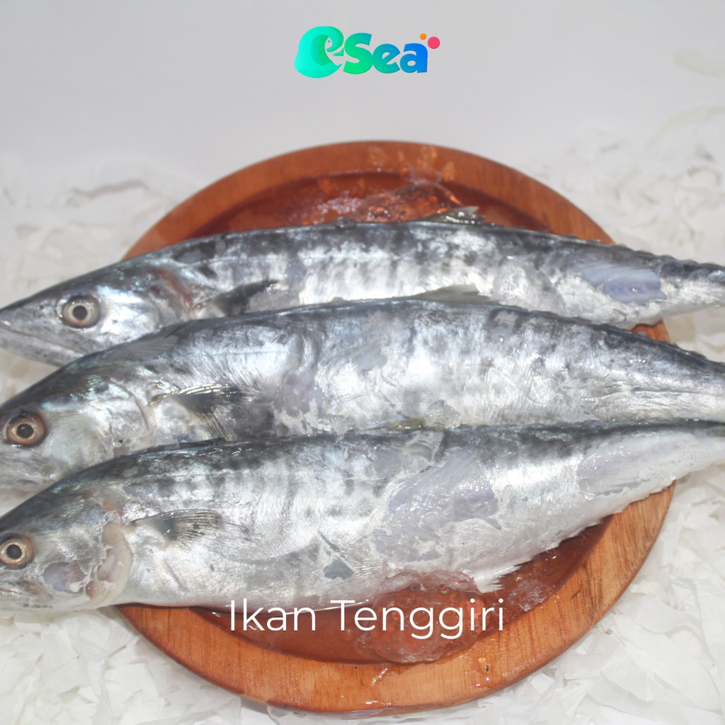 

Esea Ikan Tenggiri Segar KUALITAS PREMUM Per Pack