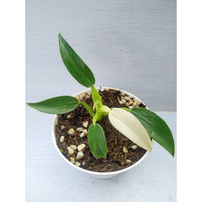 Tanaman Philodendron Katak Variegata Philo Katak Variegata
