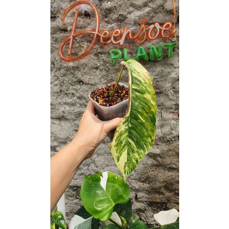 rhaphidophora foraminifera whute marble varigata (tunas)