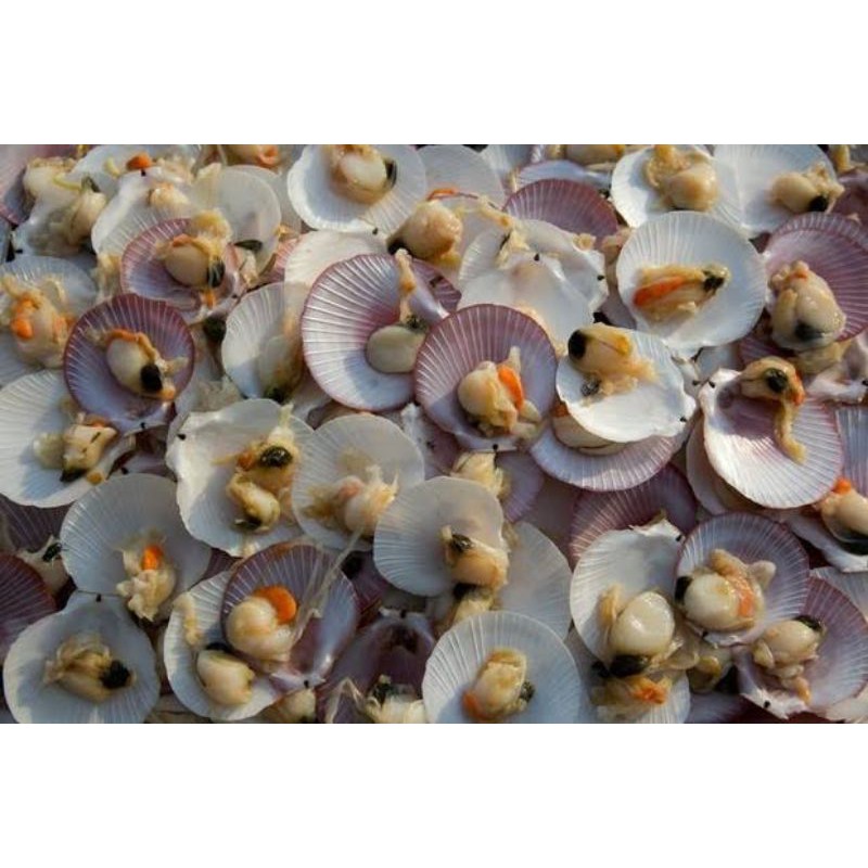 

Kerang Simping 1 Kg