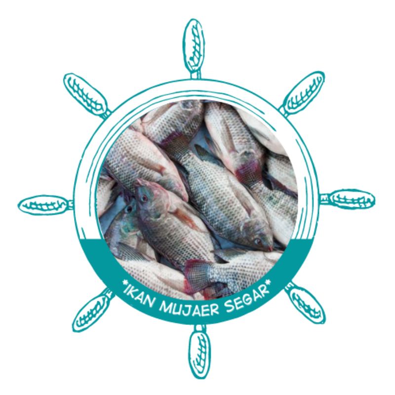 

Ikan mujaer segar/ikan mujaer fresh
