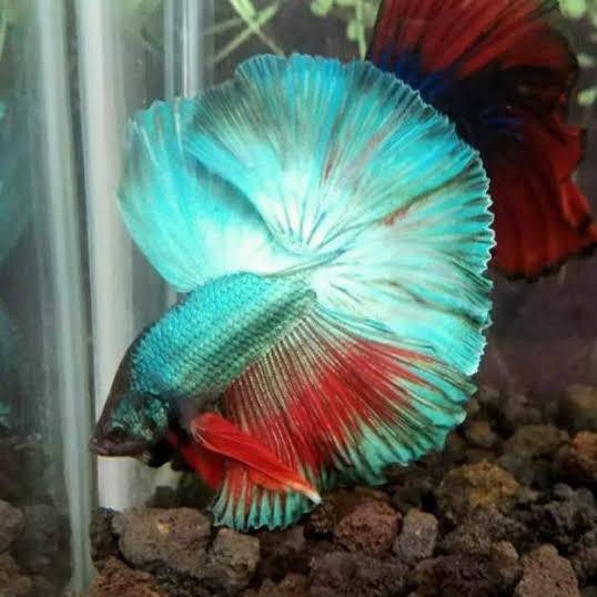 Ready Ikan Cupang Halfmoon (Bukan Anakan) Ukuran M