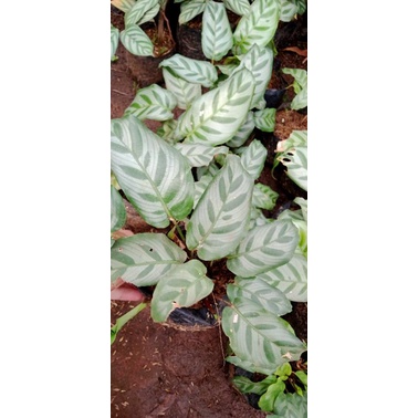 TANAMAN HIAS CALATHEA FREEDY