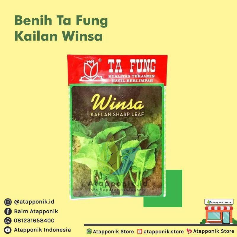 benih bibit kailan winsa - kailan tafung