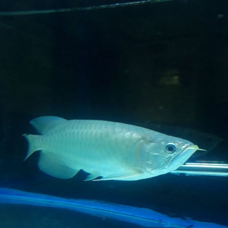Ikan Arowana Pino
