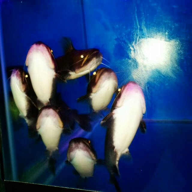 Gulper Catfish Shopee Indonesia