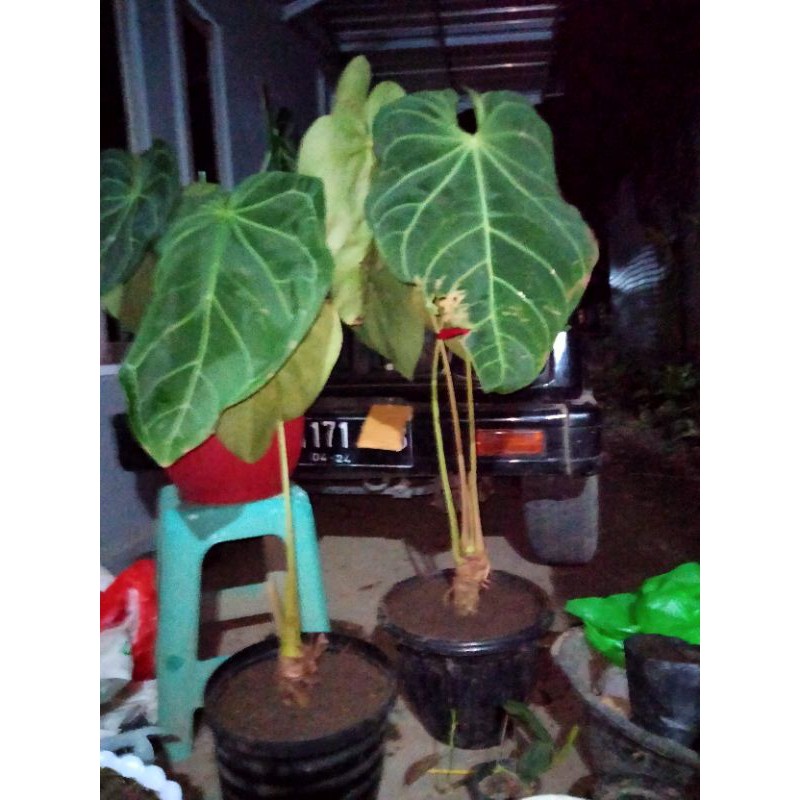 anthurium magnifikum verde