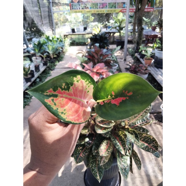 bunga aglonema sultan brunei