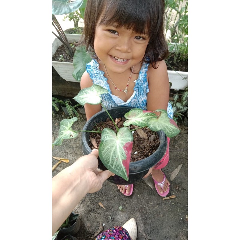 

bungacattumpah
