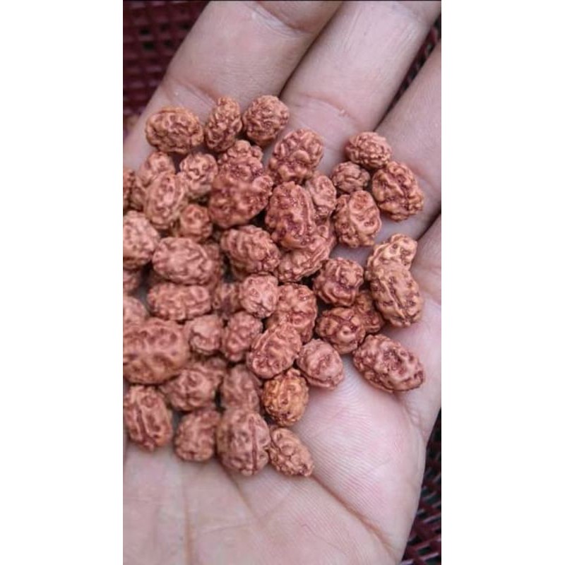 jenitri rudraksha mukhi 2