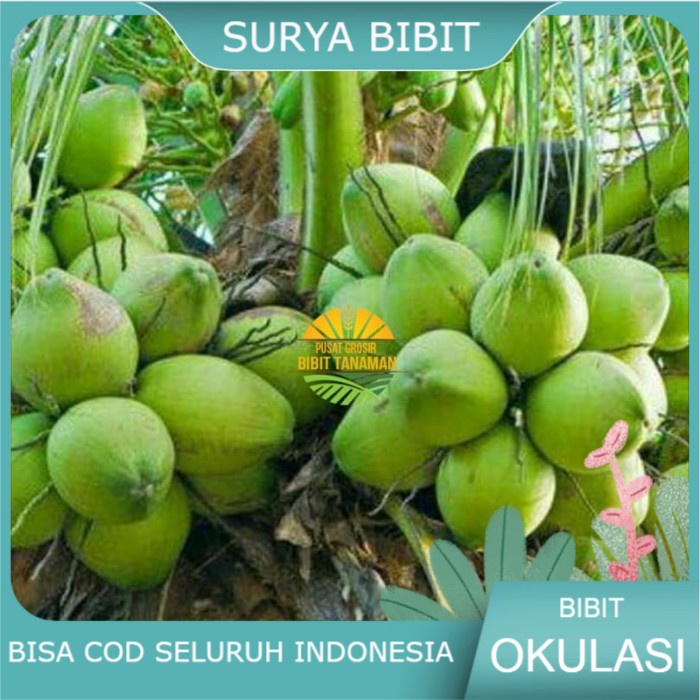 Bibit kelapa pandan wangi thailand asli import 1000%