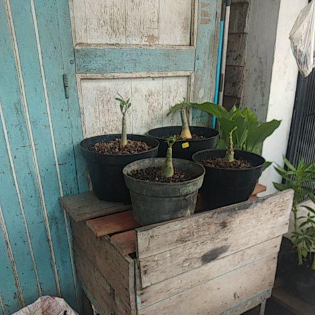 Paket 4 Batang Bibit Bunga Kamboja Jepang Adenium Triple Warna Terbaru 2019 Bonggol Besar