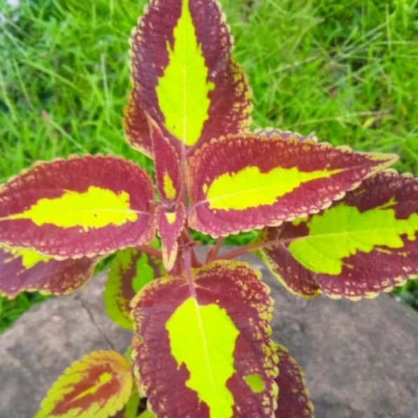 Tanaman hias miana bolu pandan - miana bolu - miana coleus
