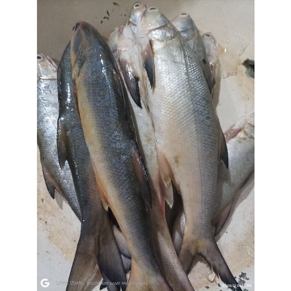

Ikan Senangin Segar Ikan Fresh Laut Kualitas GARANSI SEGAR