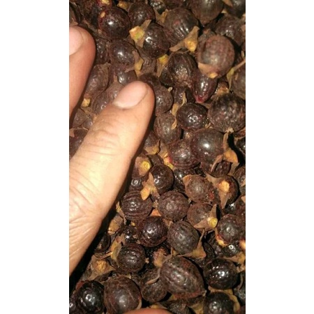 

Buah Jernang super aceh
