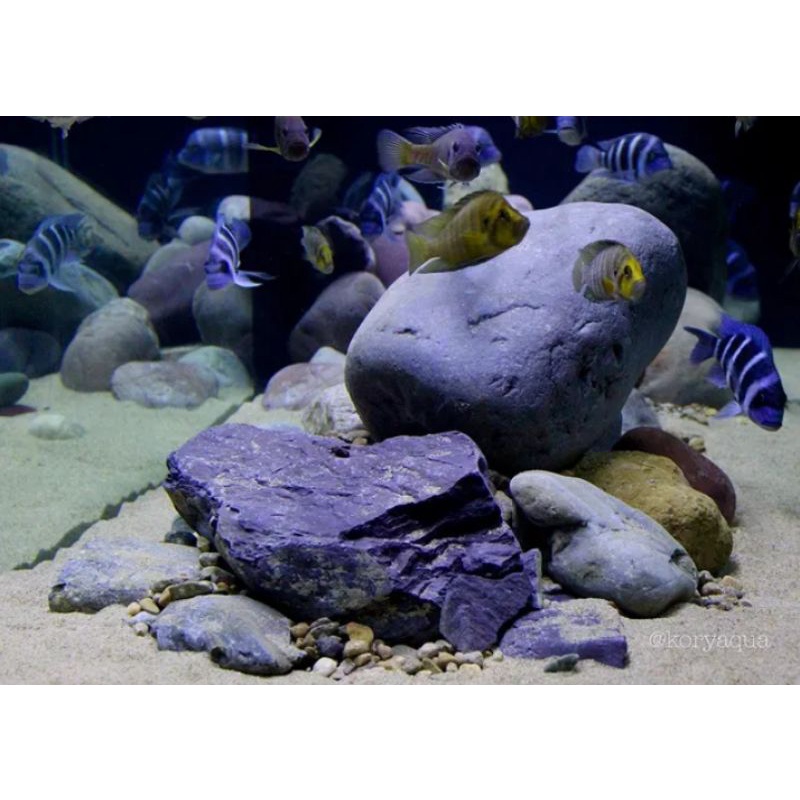 paket tanganyika (d'children cichlid)