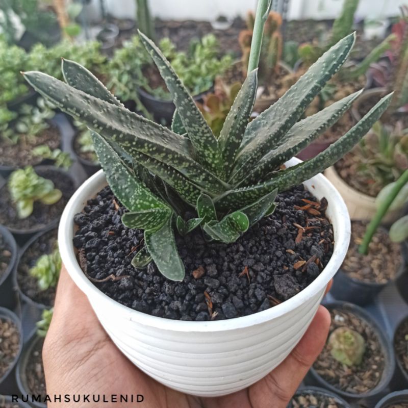 Sukulen Gasteria Bicolor / Gasteria Obliqua / Gasteria Maculata / Gasteria Lidah + POT