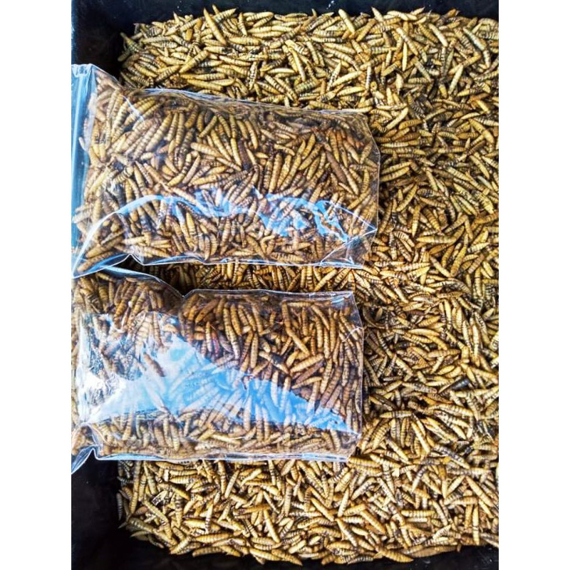 Warna kuning kemerahan Maggot magot kering 100 gram pakan ikan hias koi, louhan, arwana, reptil dll