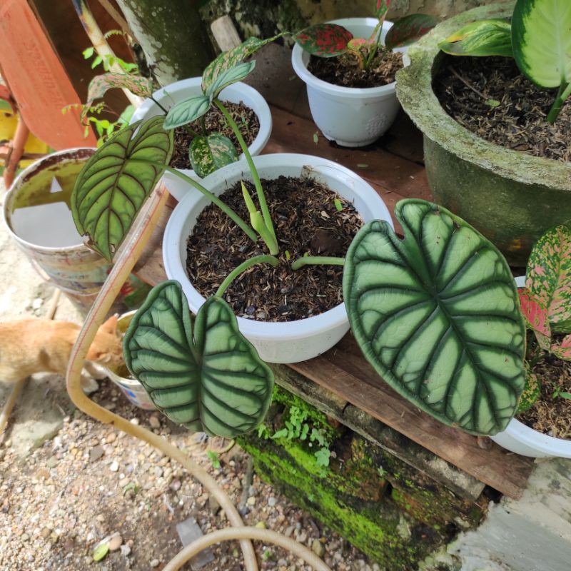 Keladi Tengkorak [Alocasia Dragon Silver]