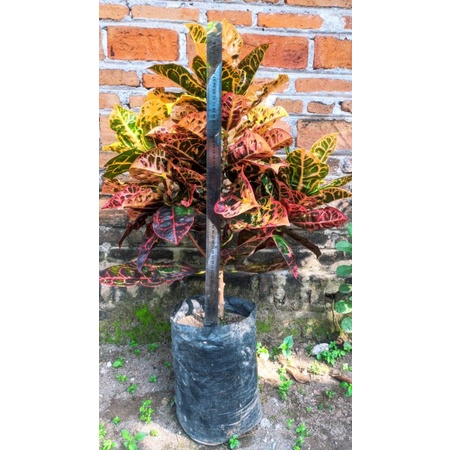 Puring Kura Kuning Indukan Cabang 3 tinggi 60cm up
