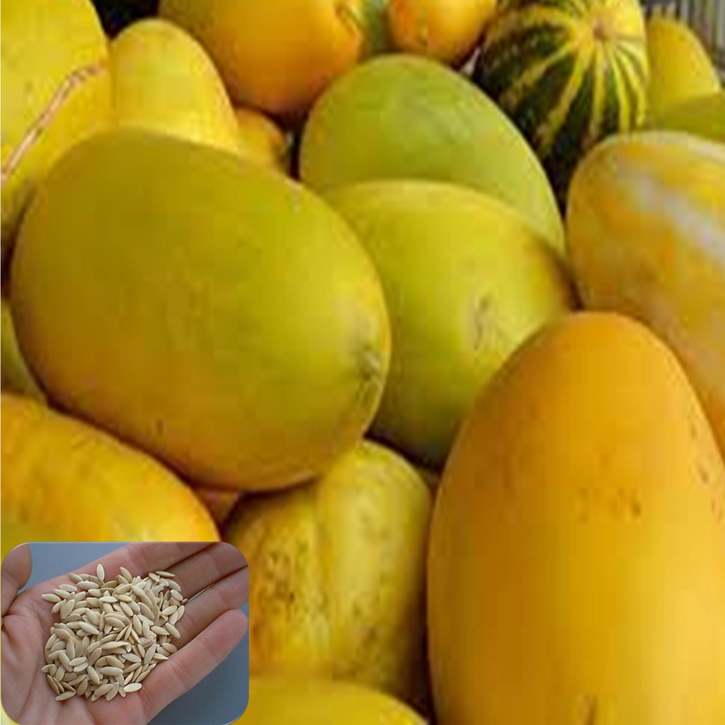 benih timun suri 10 biji ketimun suri