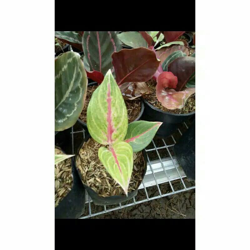 tanaman hias aglonema golden siam-aglonema golden siam-aglaonema golden siam-pohon aglonema golden
