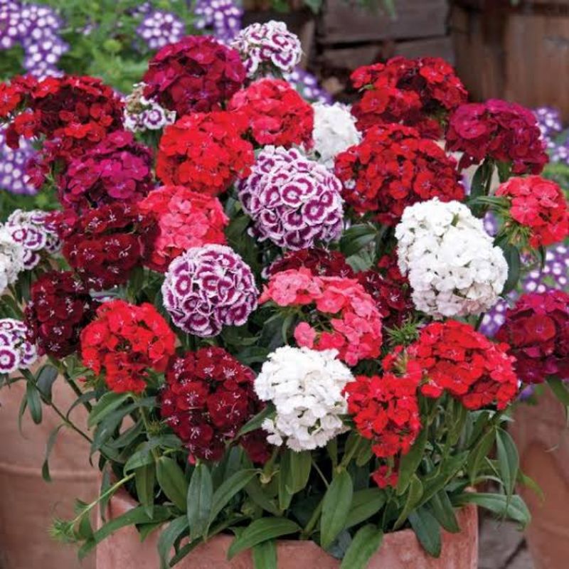 Benih Bibit Bunga Dianthus Sweet William Bunga Anyelir