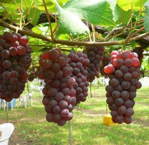 Tanaman Buah Anggur Merah - bibit buah anggur - bibit anggur merah - bibit buah