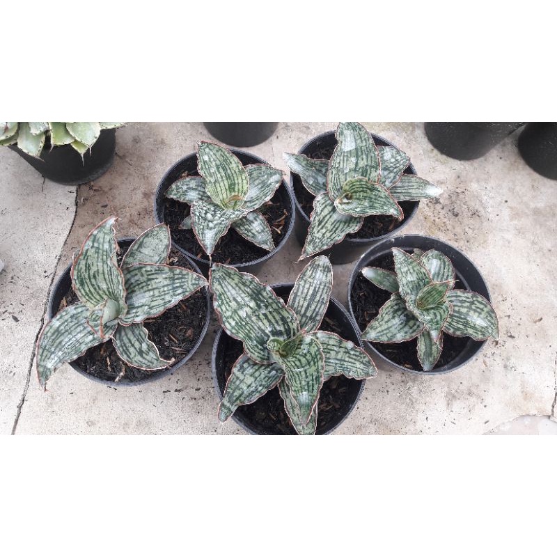 sansevieria Cleopatra