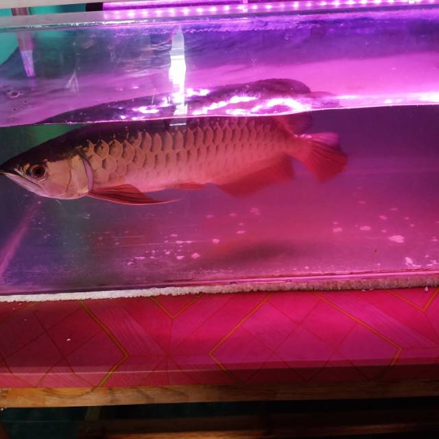 Ikan Arwana Red Golden