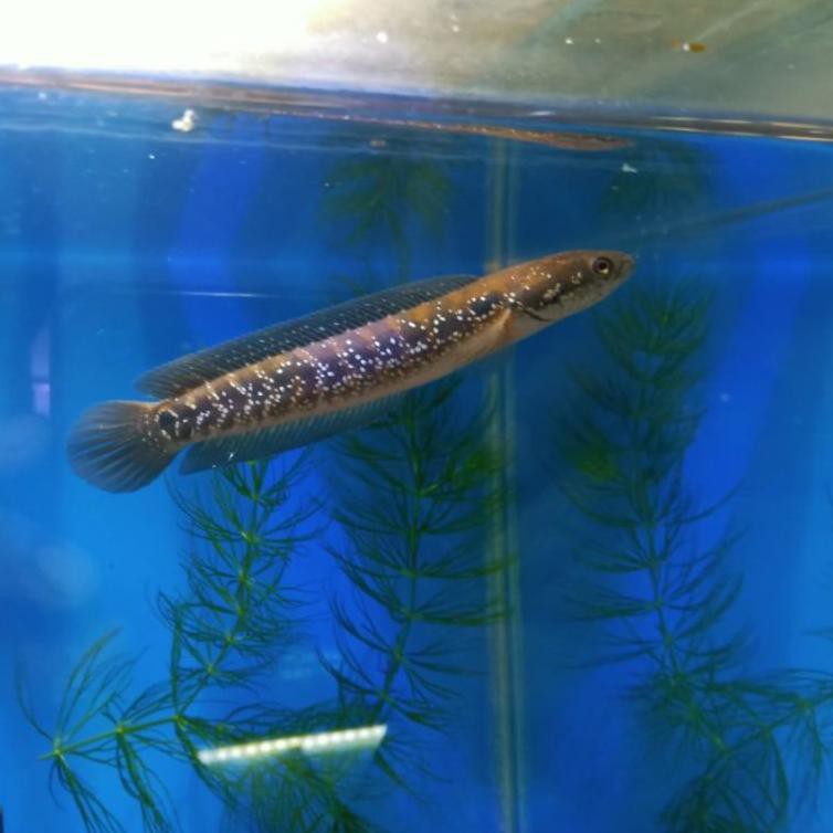

V1ral lagί Channa Asiatica RSWS Size 3cmCodeeG. 6.YO5