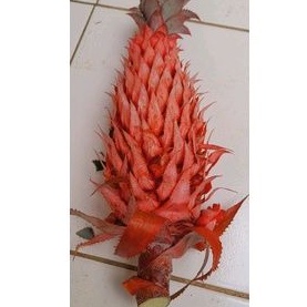 

Nanas merah asli per 1