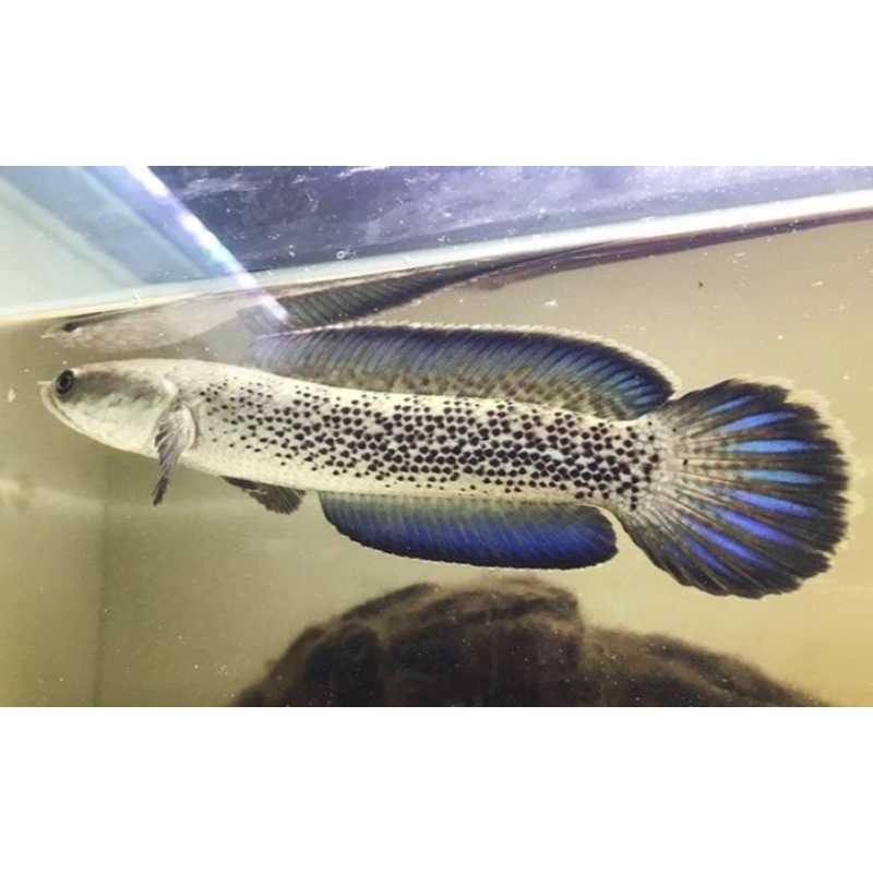 BABY CHANNA STEWARTI 7-9 CM GRADE A++
