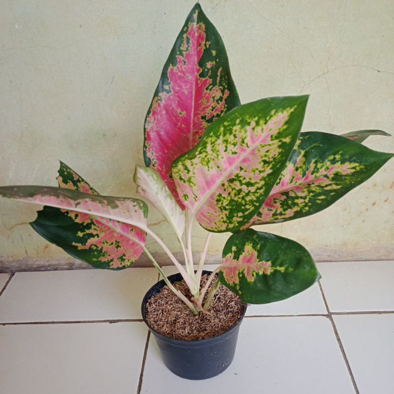 Bunga aglonema kocin