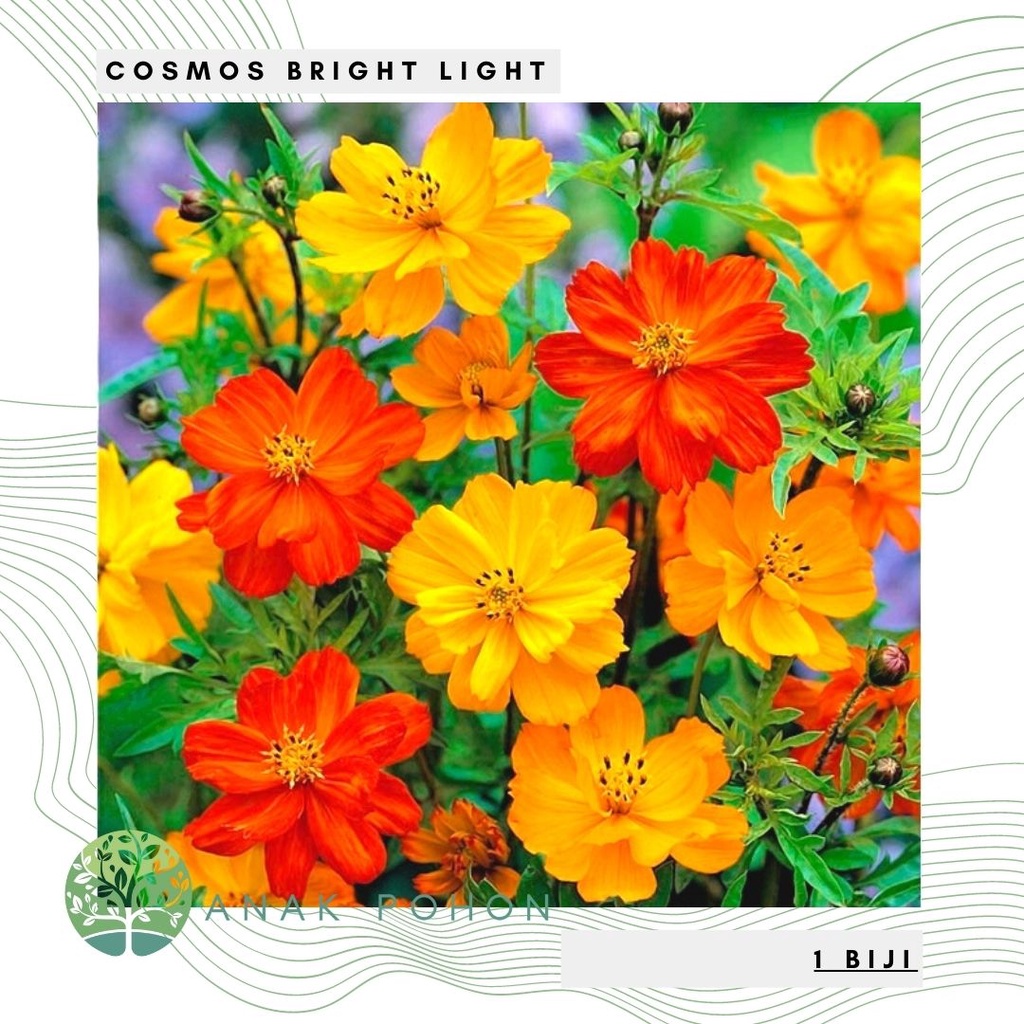 Benih Bibit Biji - Bunga Cosmos Bright Lights Flower Seeds - IMPORT