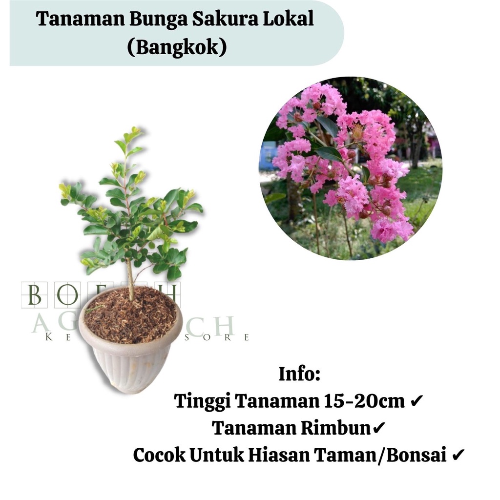 Bibit Tanaman Bunga Sakura Lokal (bangkok)