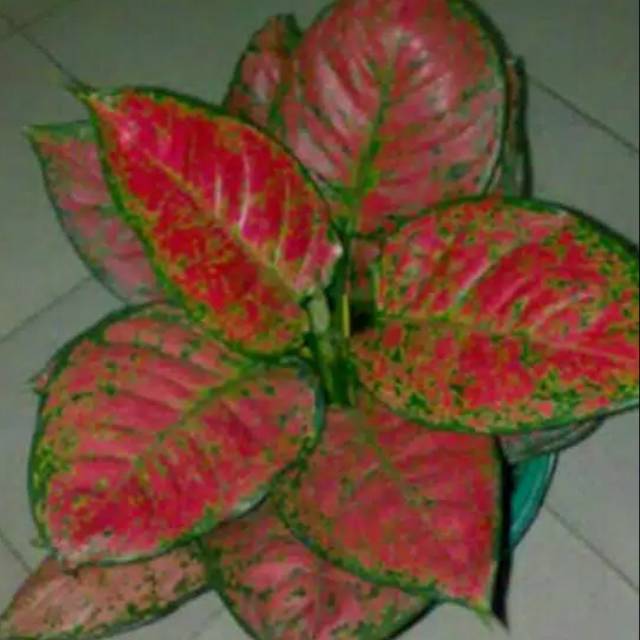Produk BUNGA_ADELIA | Shopee Indonesia