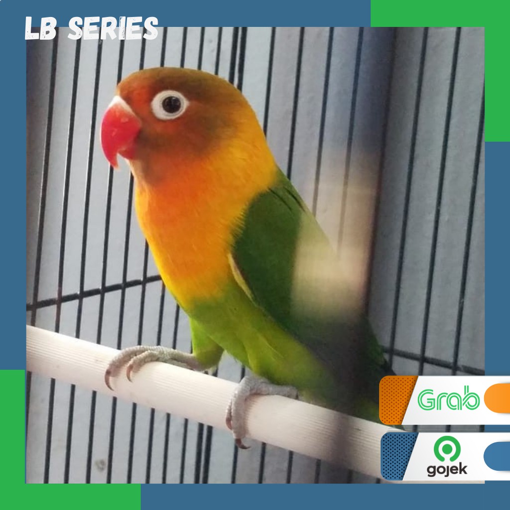 Lovebird Josan termurah burung Lb Series